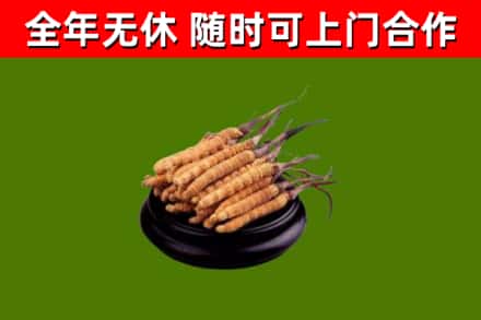 永修回收散虫草