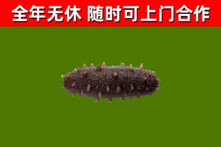 永修回收海参干